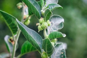 A close up photo of Ashwagandha