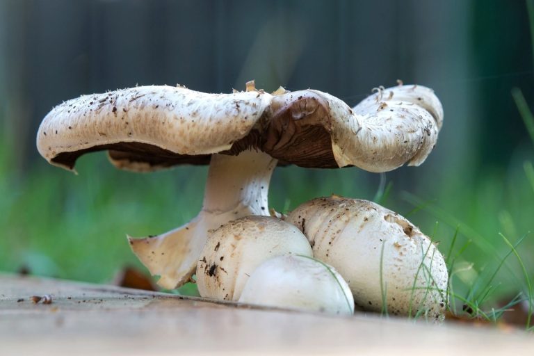 Mushrooms for ADHD Exploring the Potential Benefits