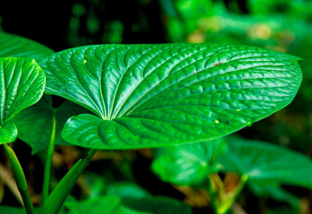 Best Kava for Anxiety A Guide to Calm Your Mind and Body