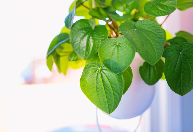 Best Kava for Anxiety A Guide to Calm Your Mind and Body